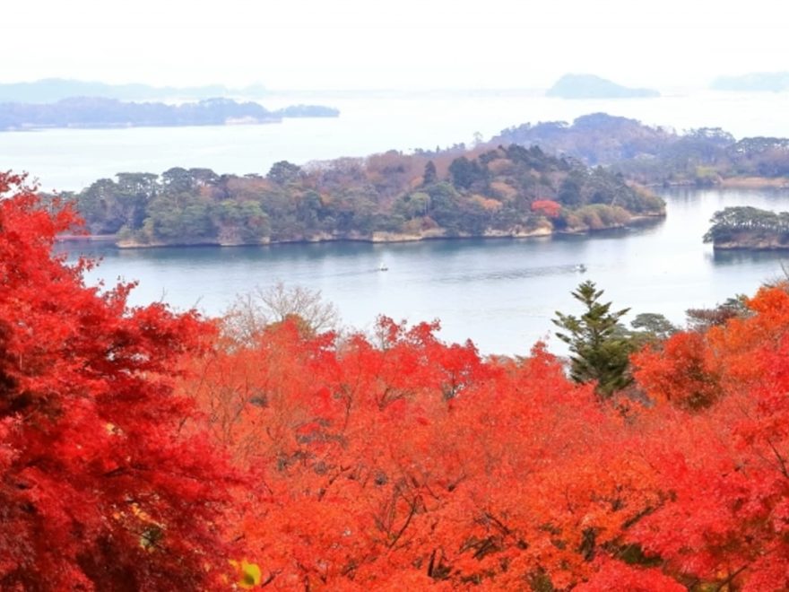 西行戻しの松公園の桜 日の出は松島とコラボは美しい 美しい Amatavi