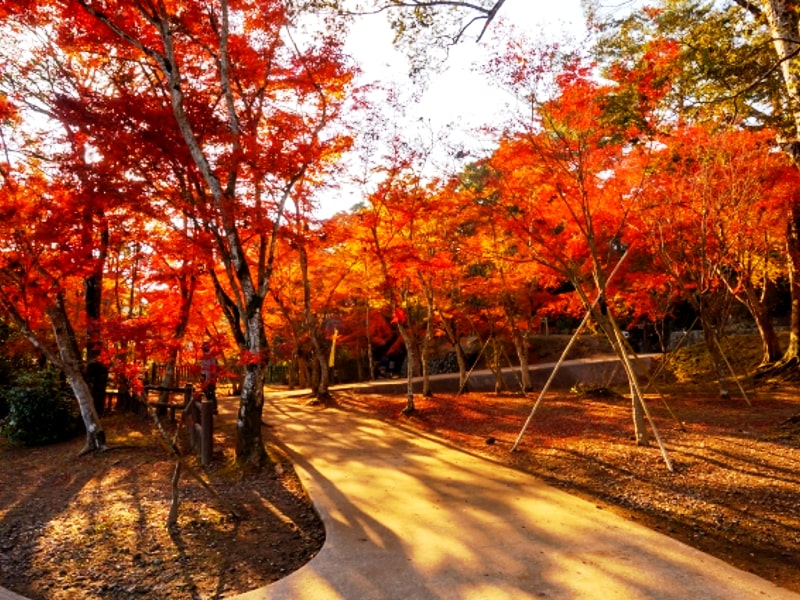 曽木の滝公園の紅葉