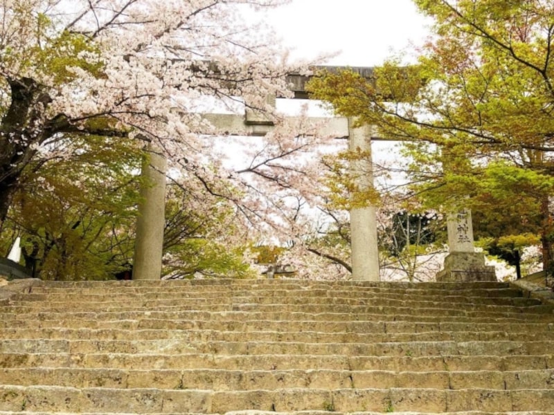 竈門神社桜の時期