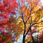 広島の古刹 三瀧寺に魅了される！格別の紅葉・カフェ・四季の彩り