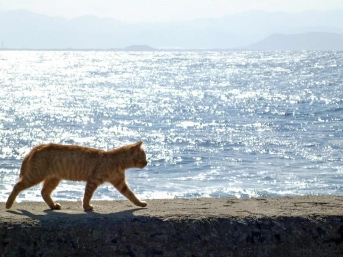 相島は猫好きが一度は訪れたい福岡の離島 Cnnにも登場猫の島 Amatavi