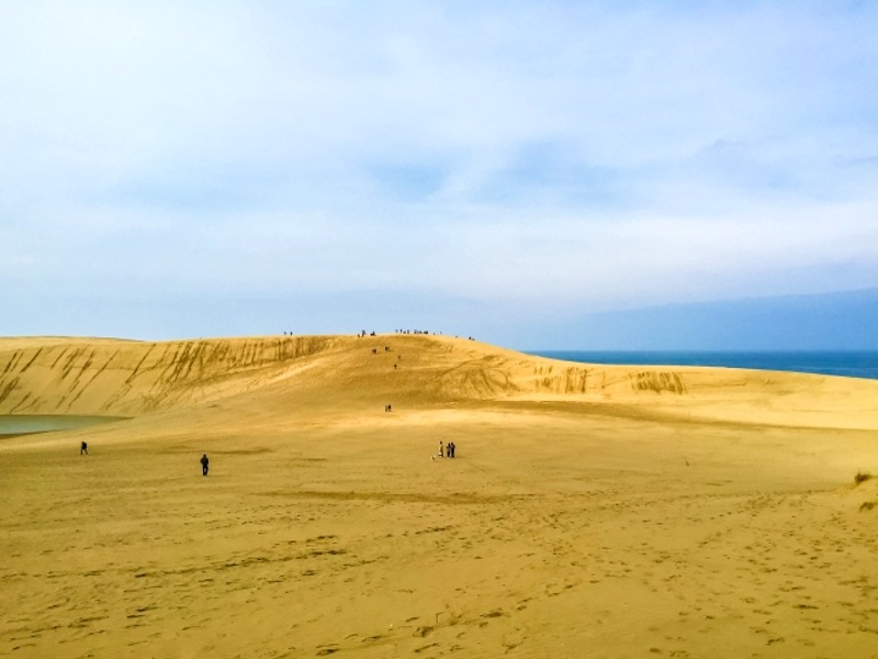 鳥取砂丘をラクダで観光 砂の美術館・パラグライダー・雪砂丘まで 