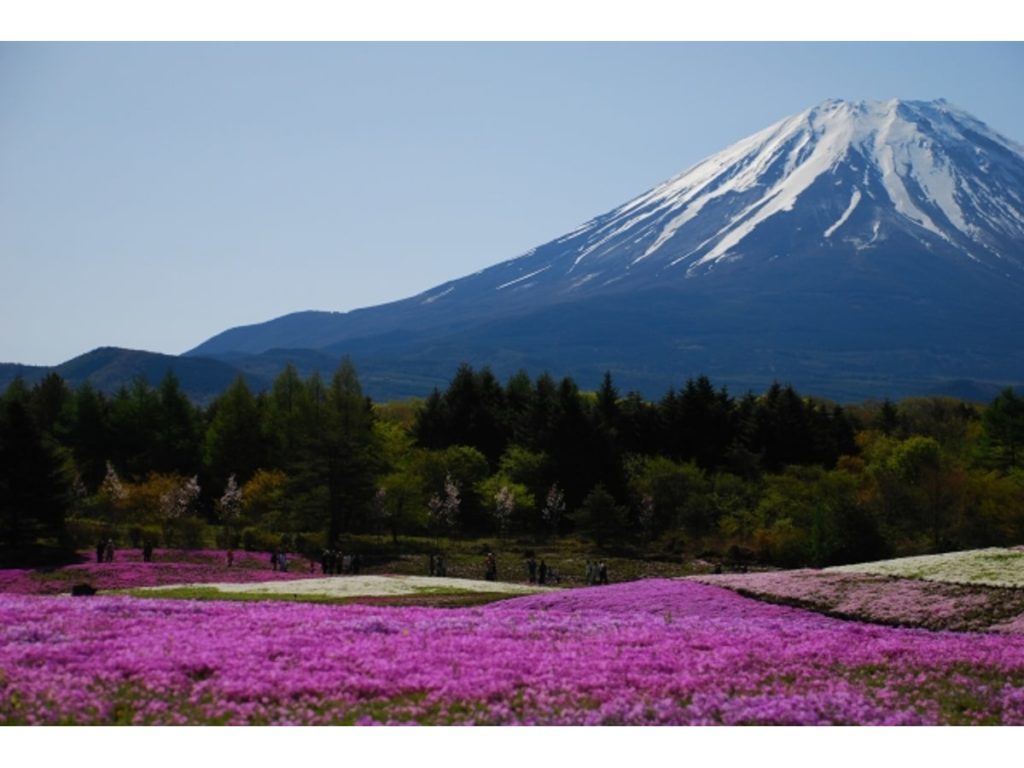 芝桜と富士