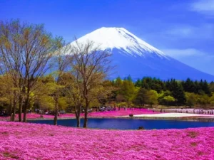 本栖湖リゾート芝桜まつり