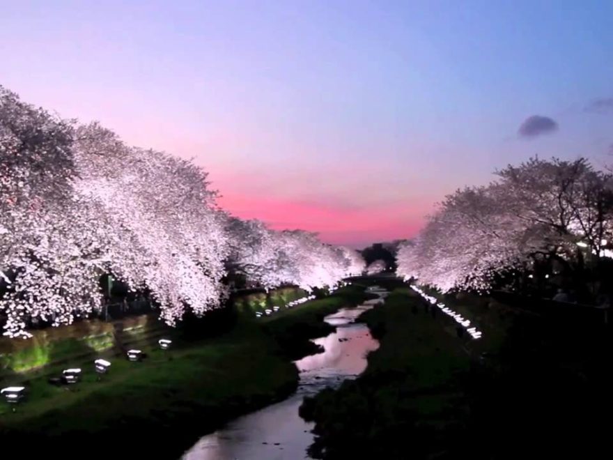 関東エリア【2018年】夜桜・桜のライトアップおすすめスポット9選