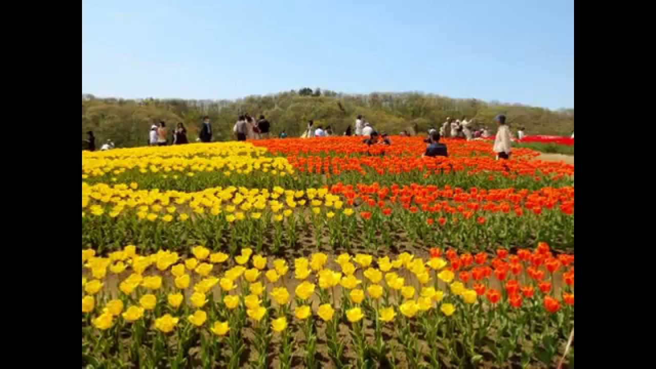 新潟はチューリップ生産量日本一 チューリップも美しい国営越後丘陵公園で１年中楽しもう Amatavi