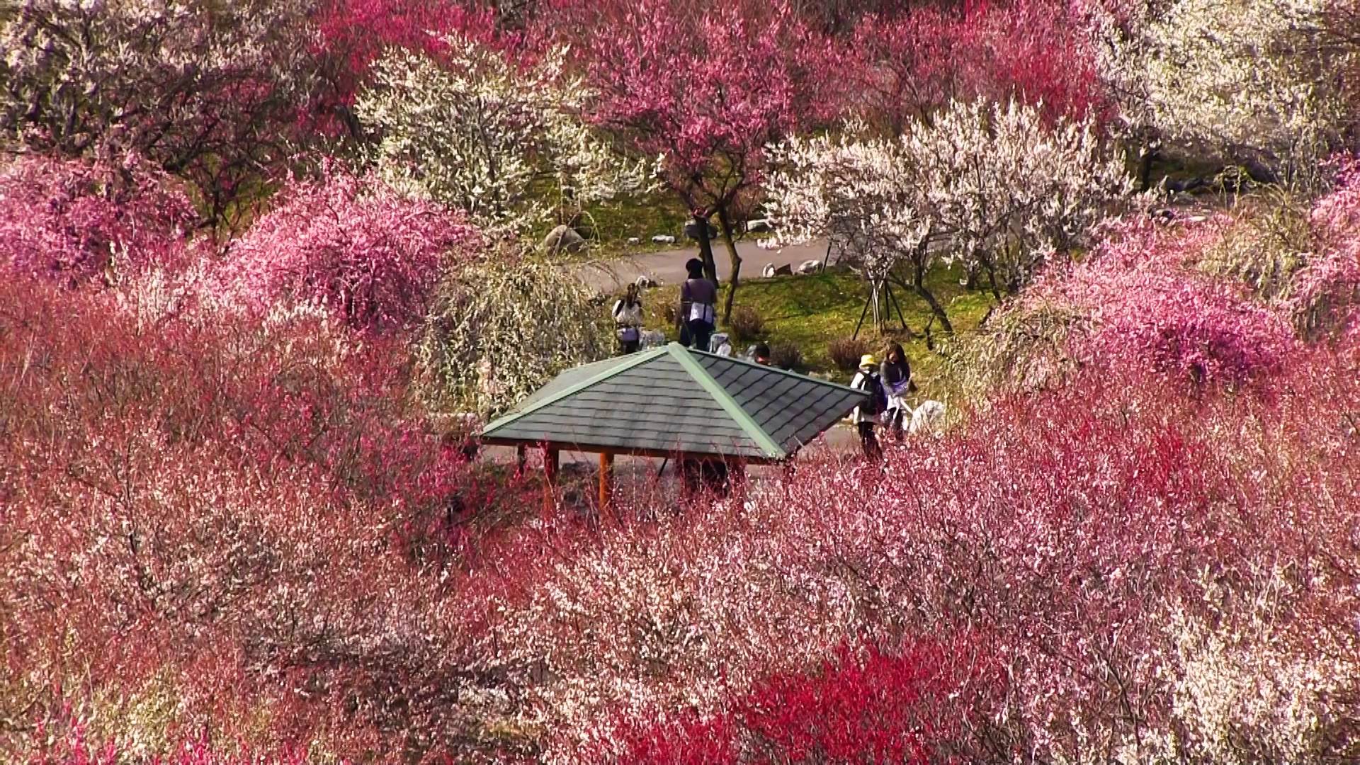 いなべ市農業 梅林 公園 で梅まつり 2021年開催中止が決定 Amatavi