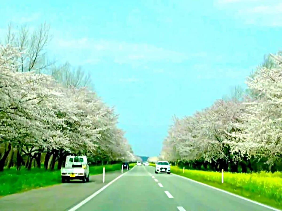 大潟村の菜の花ロードは春の東北観光に最適 ドライブ日和を狙え Amatavi