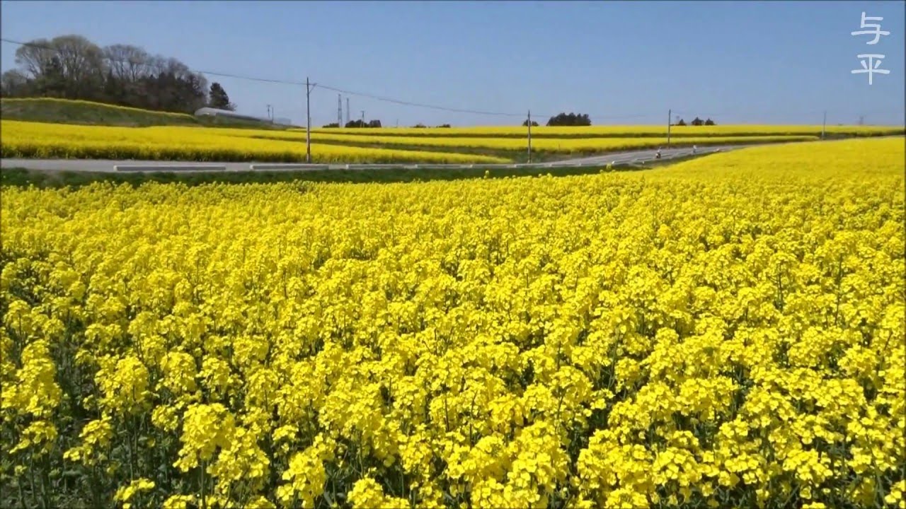 宮城県屈指の菜の花畑 大崎市三本木の ひまわりの丘 で遅めの春の訪れを感じる Amatavi