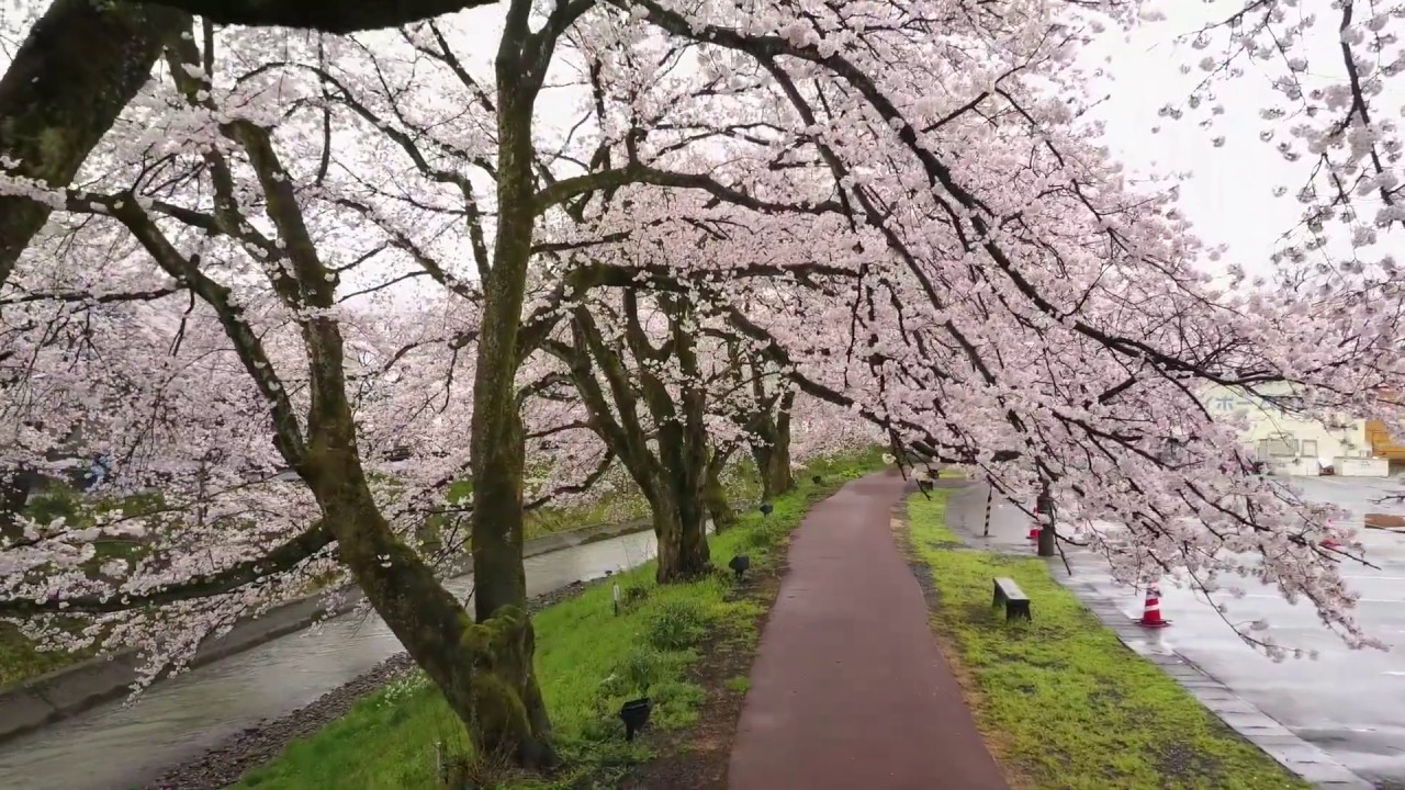 福井県越前市の隠れ桜の名所吉野瀬川の桜並木 歴史ある魅力を堪能 Amatavi