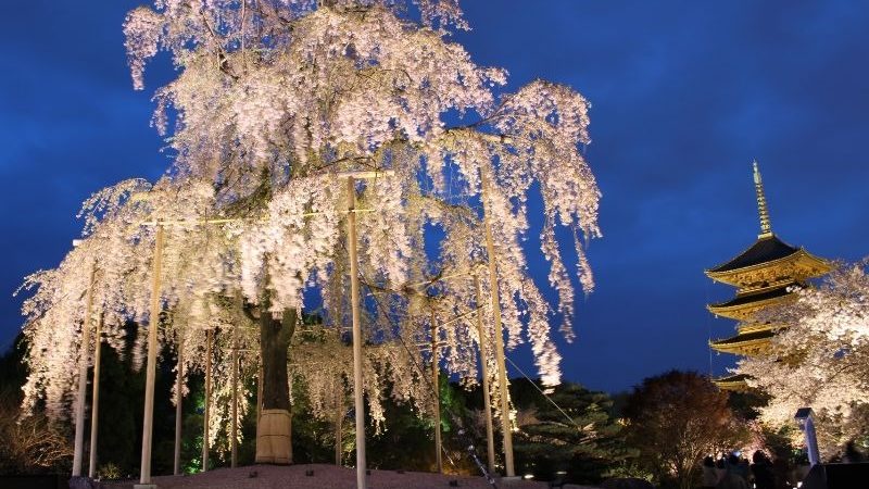 東寺_夜桜_cover