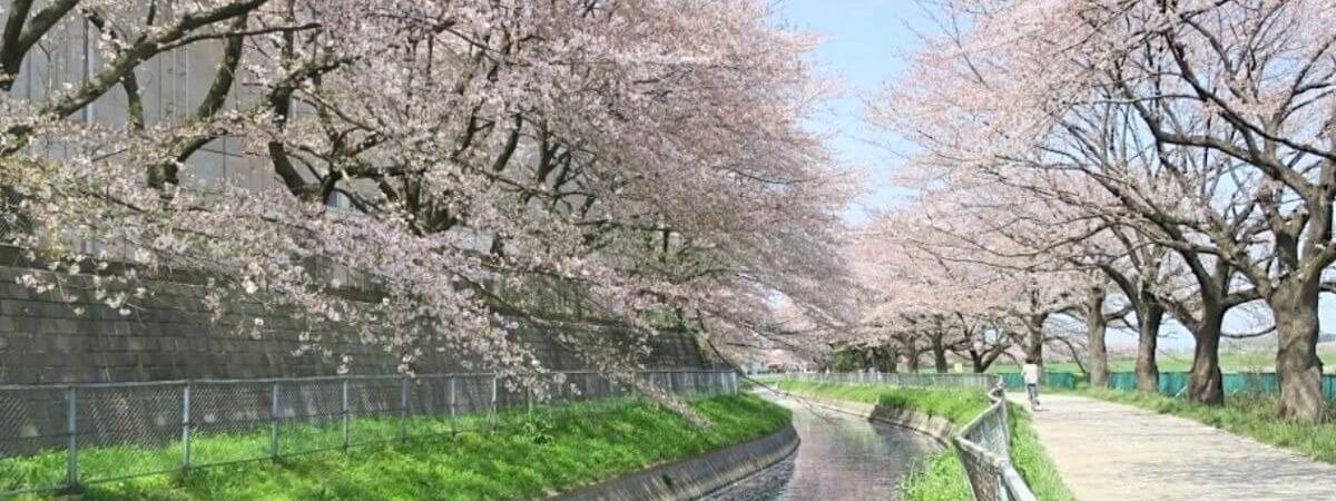 見沼_桜回廊_cover