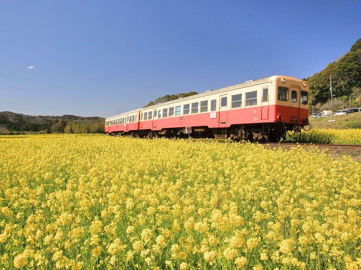 小湊鉄道で春の千葉房総へ 菜の花畑の時期や撮影 観光スポット