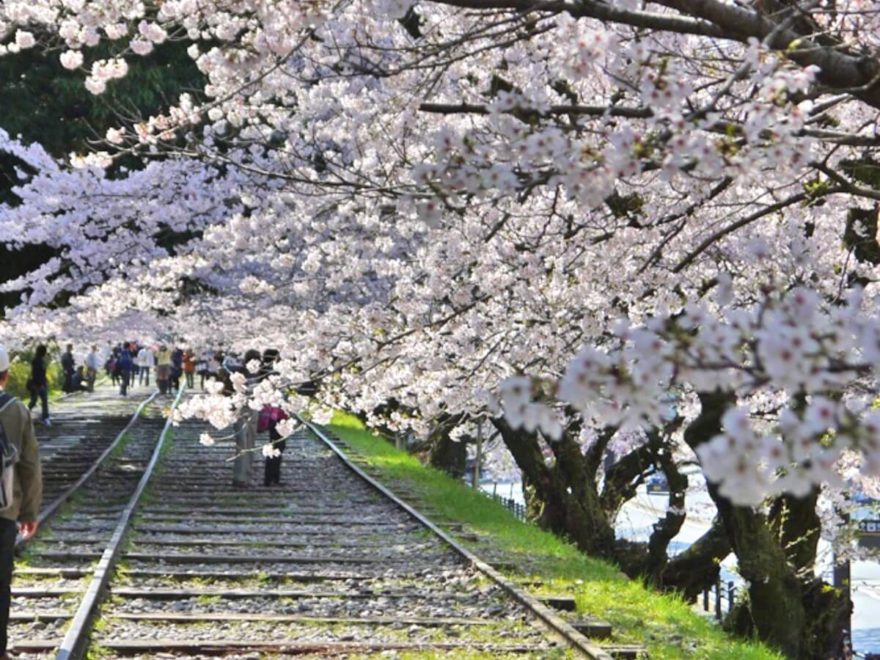 時期 京都 桜
