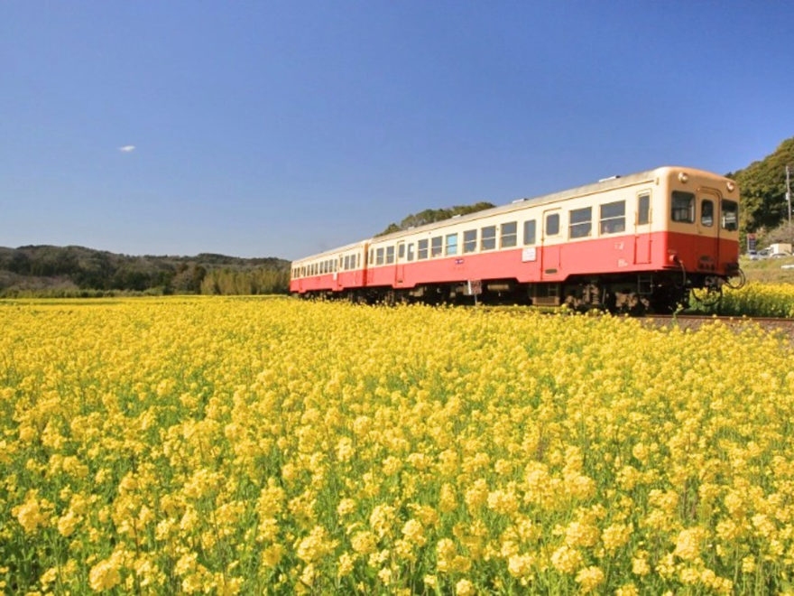 小湊鉄道で春の千葉房総へ！菜の花畑の時期や撮影・観光スポットも紹介 amAtavi
