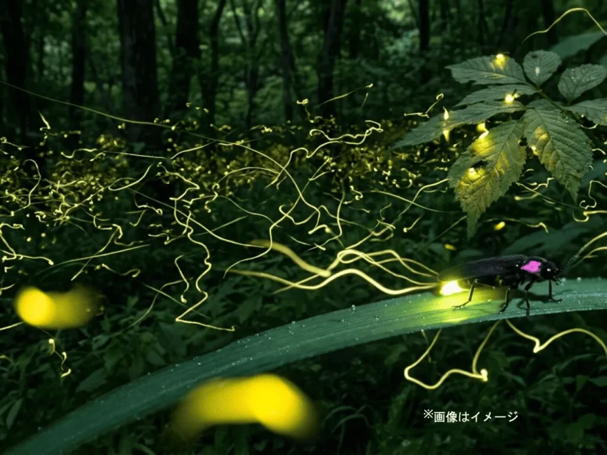 ほたるびより（東京）｜2026年ほたる観賞イベント開催情報