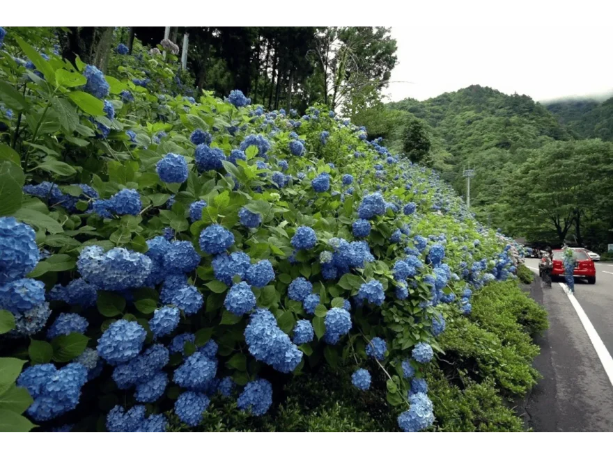 関市板取21世紀の森公園（板取地域一帯）（岐阜）