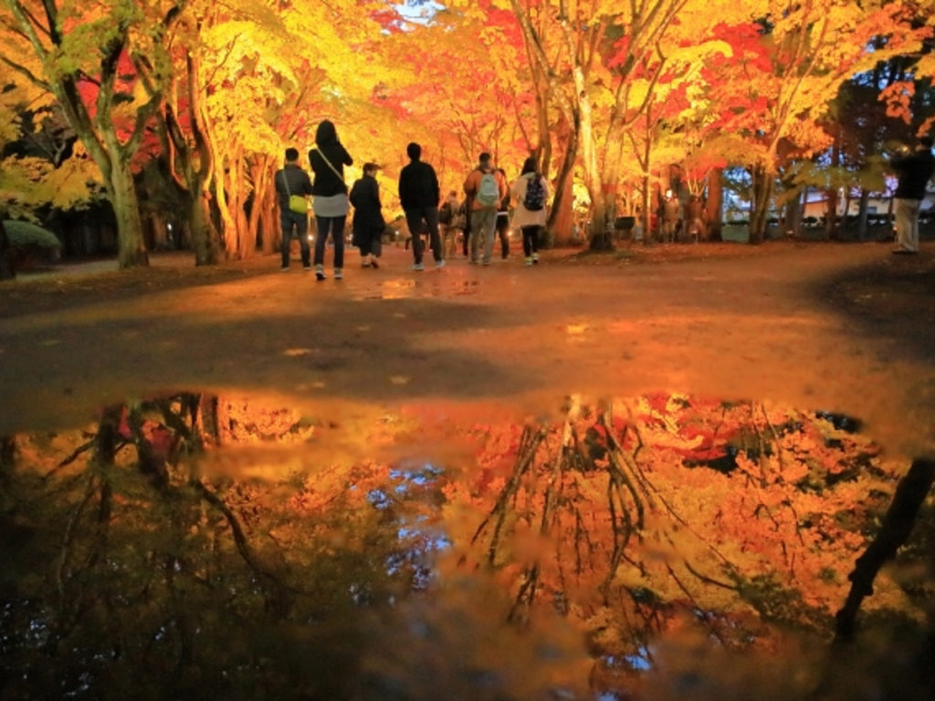 香雪園の紅葉ライトアップ画像
