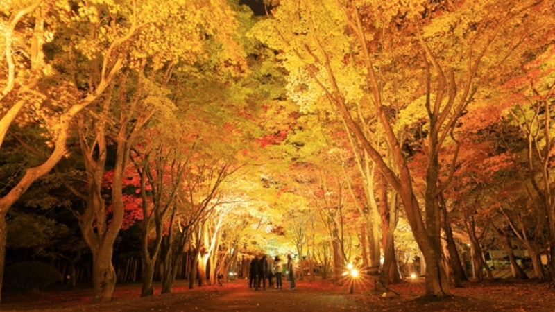 香雪園ライトアップ画像