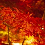 中野もみじ山・紅葉床（青森） | 2024年紅葉ライトアップ・見頃情報