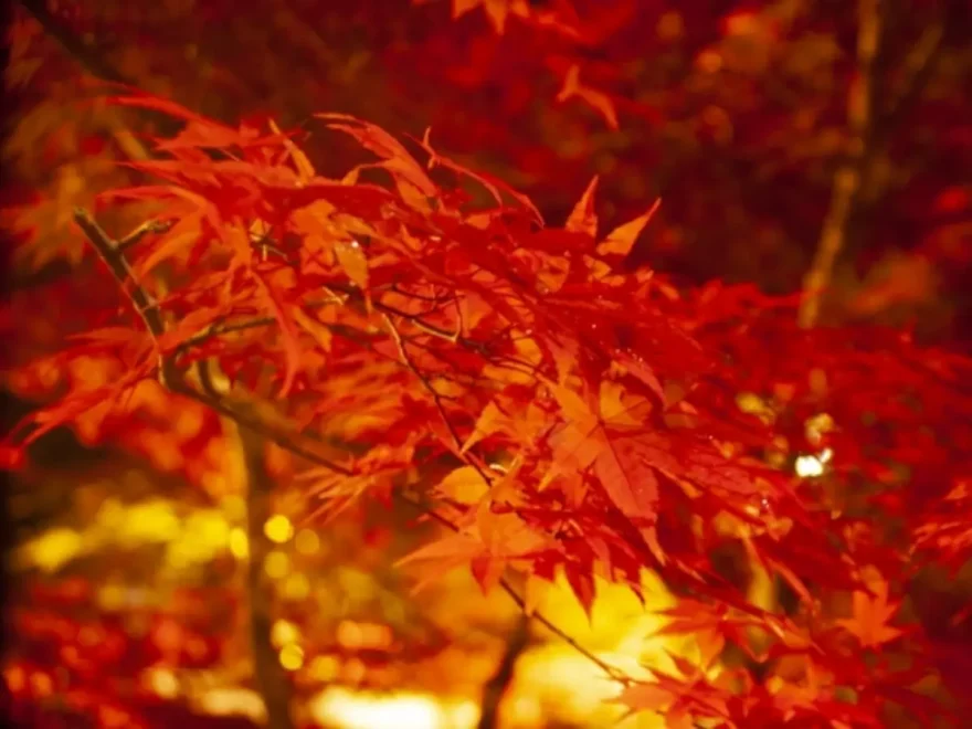 中野もみじ山・紅葉床（青森） | 2024年紅葉ライトアップ・見頃情報