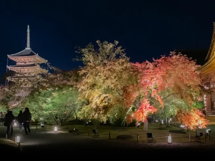 東寺（京都） | 2025年紅葉ライトアップ・見頃情報