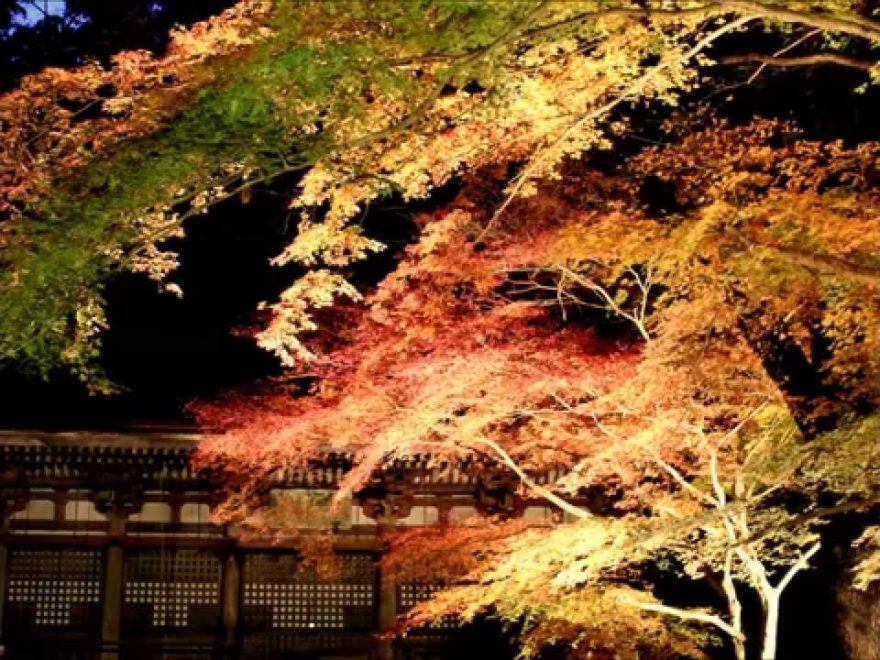 室生寺（奈良） | 2018年紅葉ライトアップ情報