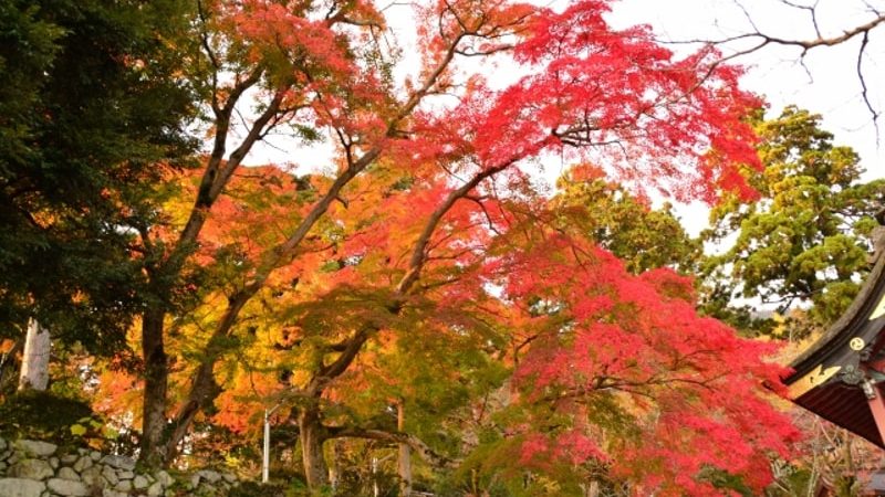 筑波山紅葉ライトアップ