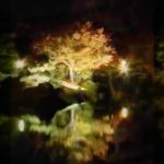 大仙公園 日本庭園（大阪） | 2023年紅葉ライトアップ・見頃情報