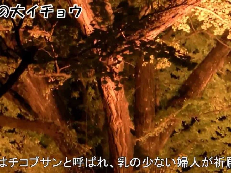 小国町・下城の大イチョウ（熊本） | 2018年紅葉ライトアップ情報