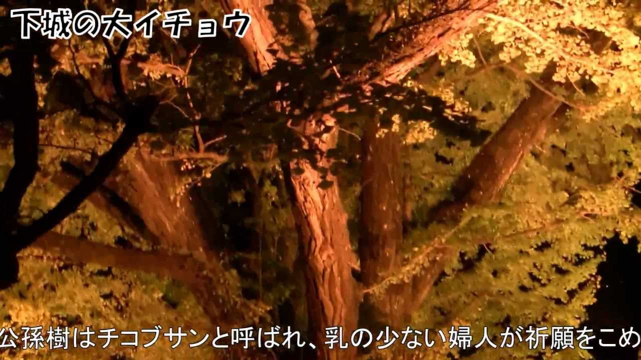 下城の大イチョウ 熊本 21年紅葉ライトアップ 見頃情報 Amatavi