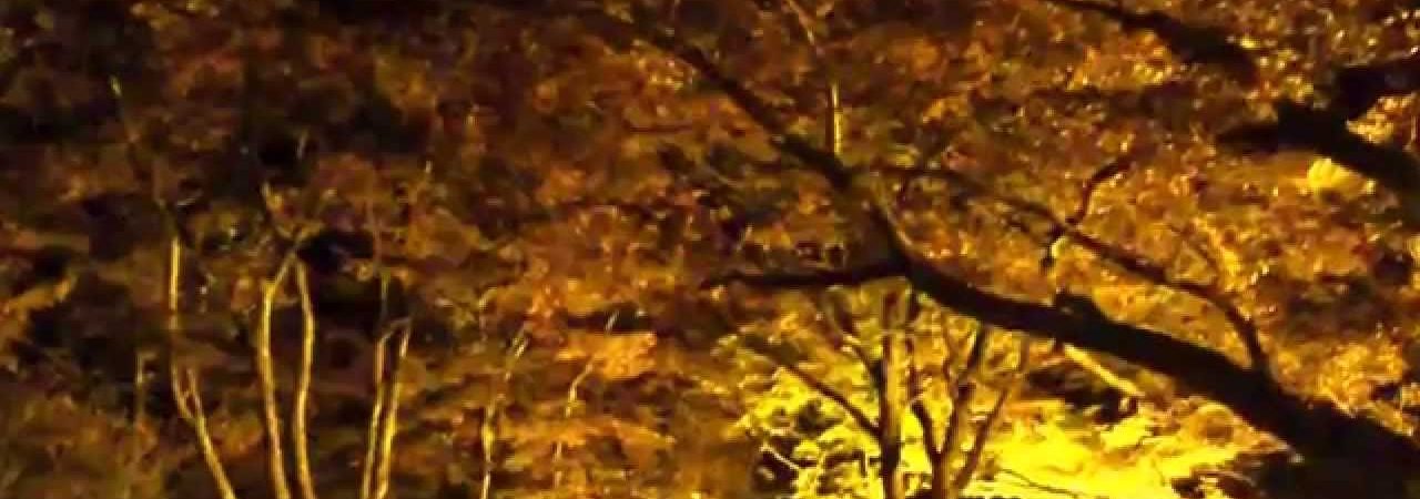 長岡市 もみじ園（新潟） | 2018年紅葉ライトアップ情報
