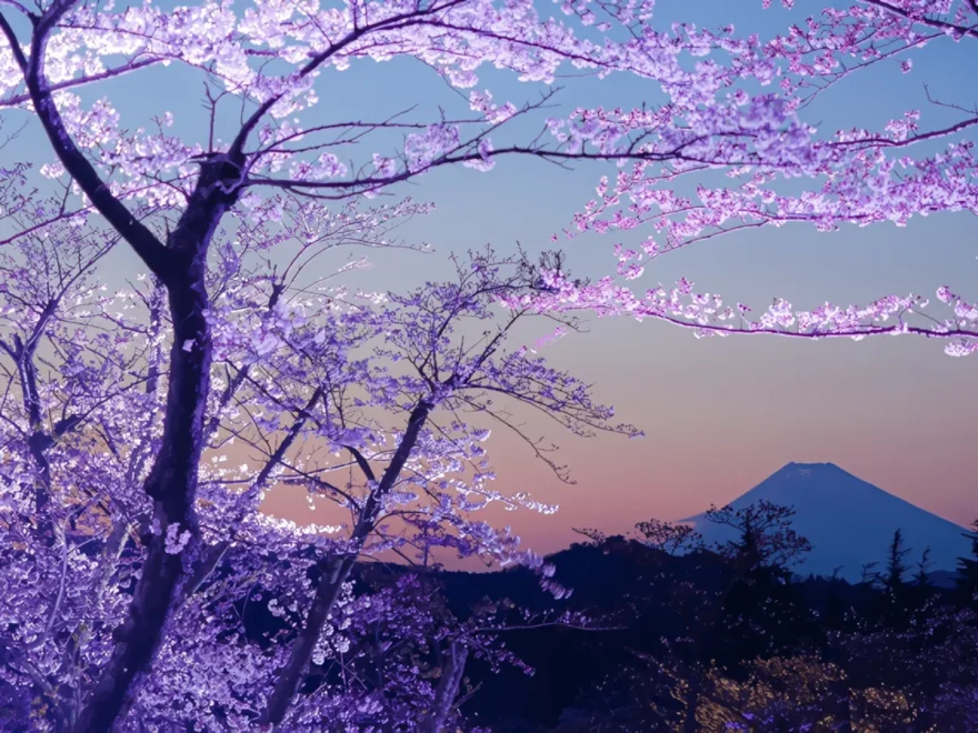 大室山麓さくらの里（静岡） | 2026年桜祭り・夜桜ライトアップ・見頃情報