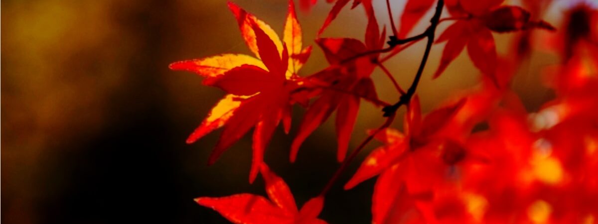 御岳渓谷（東京） | 2022年紅葉ライトアップ・見頃情報