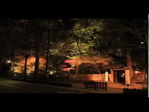 睡足軒（埼玉） | 2018年紅葉ライトアップ情報