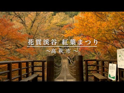 中止 花貫渓谷 茨城 年紅葉ライトアップ 見頃情報 Amatavi