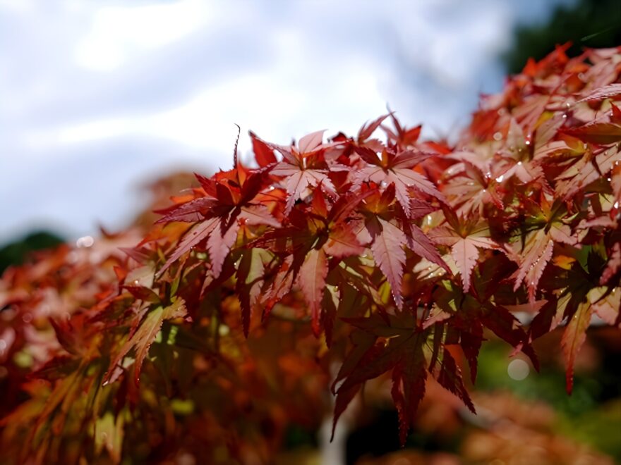 満願寺（兵庫） | 2024年紅葉ライトアップ・見頃情報