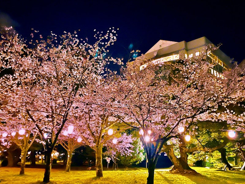 吉田城・豊橋公園（愛知） | 2023年桜祭り・夜桜ライトアップ・見頃情報