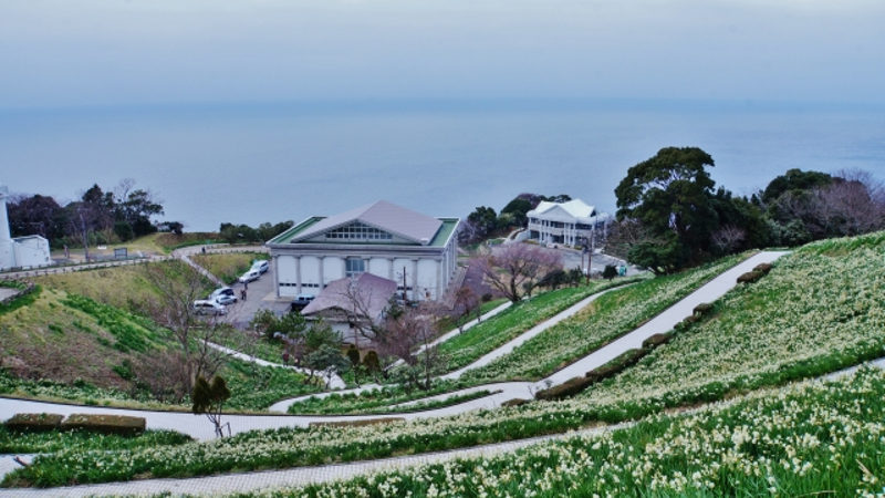 越前海岸と水仙画像