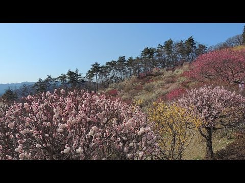 宝登山 梅百花園（埼玉） | 2019年梅まつり・見頃情報