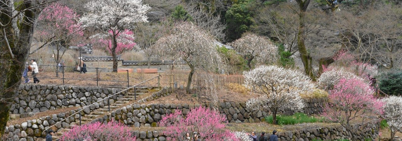 熱海梅園（静岡） | 2019年梅まつり・見頃情報