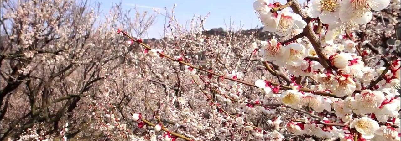 曽我梅林（別所梅林）（神奈川） | 2019年梅まつり・見頃情報