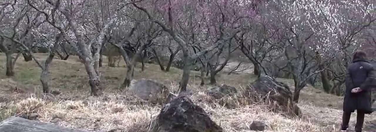 湯河原梅林(幕山公園・神奈川） | 2019年梅まつり・見頃情報