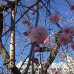 湯島天神（湯島天満宮）（東京） | 2023年梅まつり・見頃情報