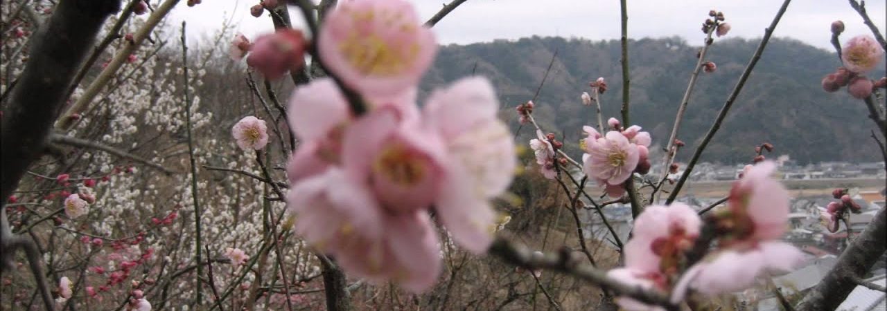 大仁梅林（静岡） | 2019年梅まつり・見頃情報