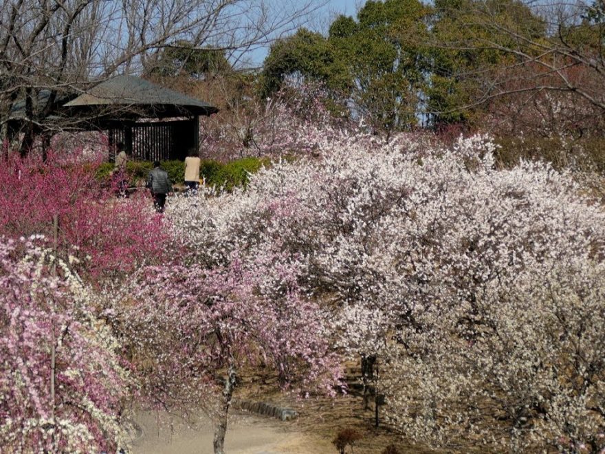 平芝公園（愛知） | 2019年梅まつり・見頃情報