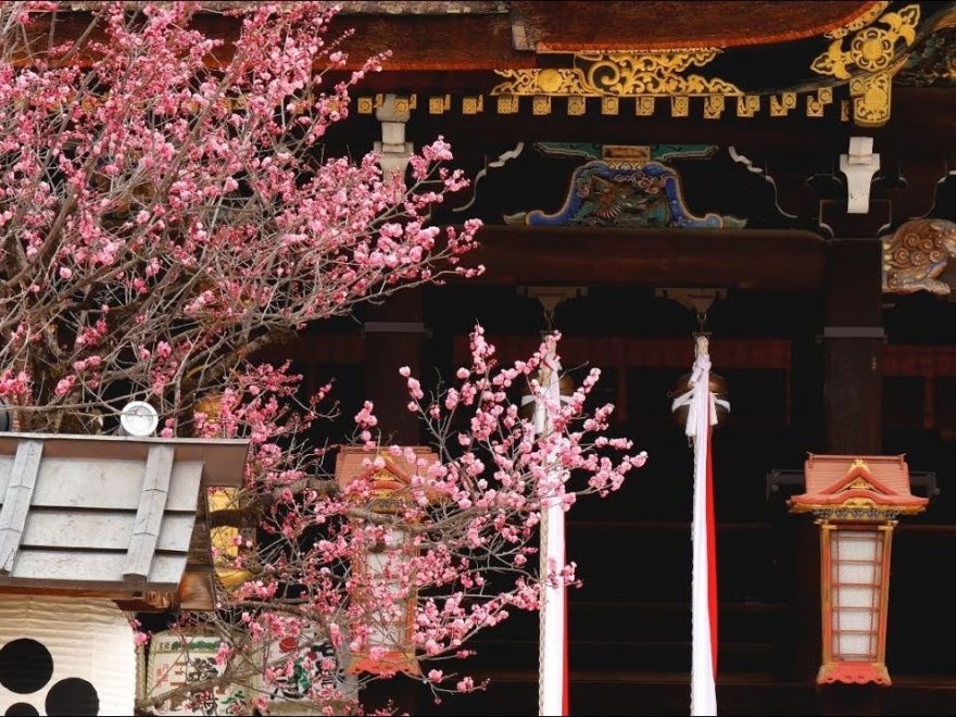北野天満宮（京都） | 2019年梅まつり・見頃情報