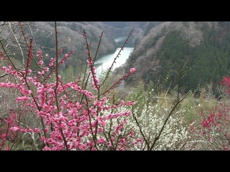 月ヶ瀬梅渓（奈良） | 2019年梅まつり・見頃情報