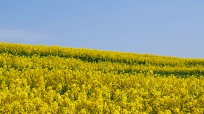 長崎鼻・菜の花