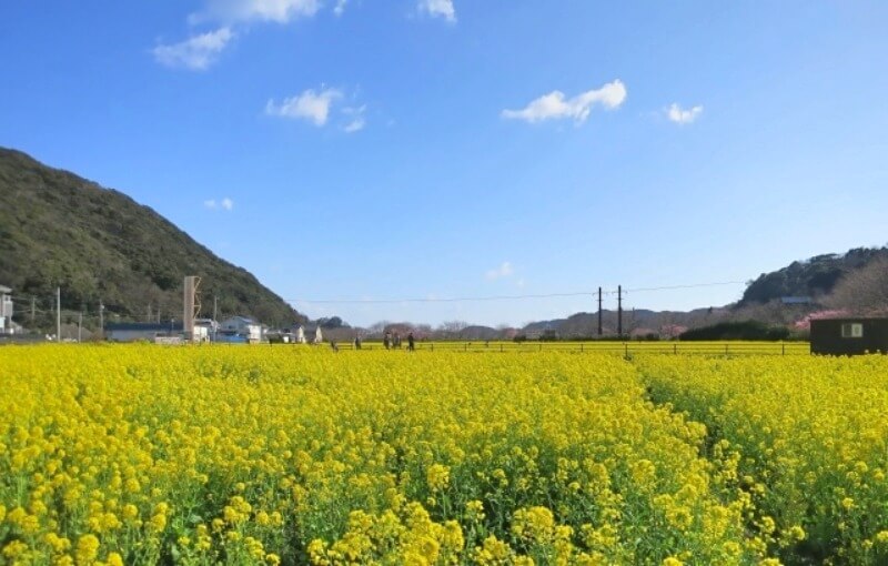 みなみの桜と菜の花まつり_日野菜の花畑
